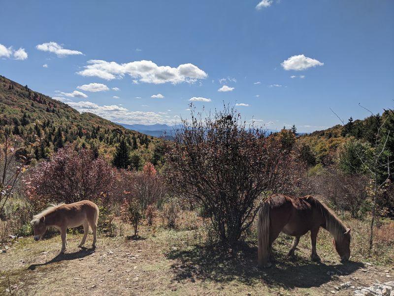 Meet the Wild Ponies of Grayson Highlands