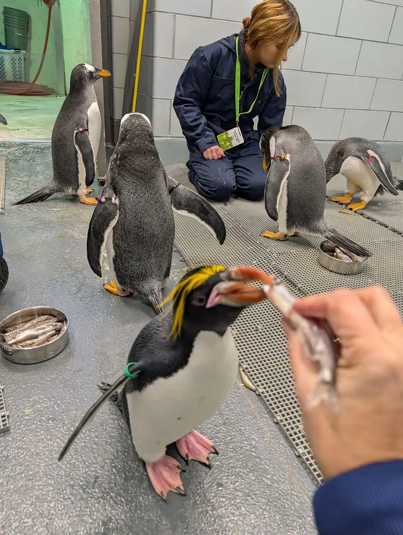 Hand-Feeding A Penguin Might Top Any Birthday Gift