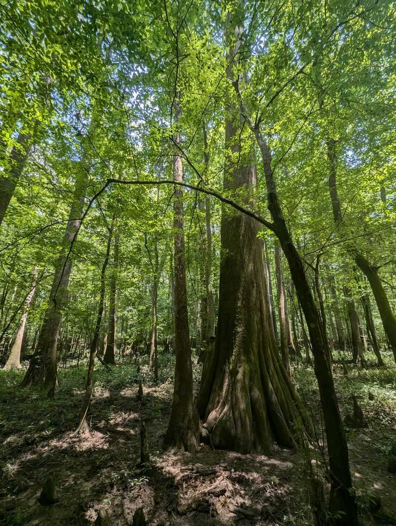 Walk Beneath Congaree's Towering Champion-Sized Trees