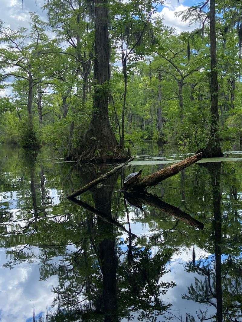The Water Looks Like A Mirror Someone Forgot To Polish