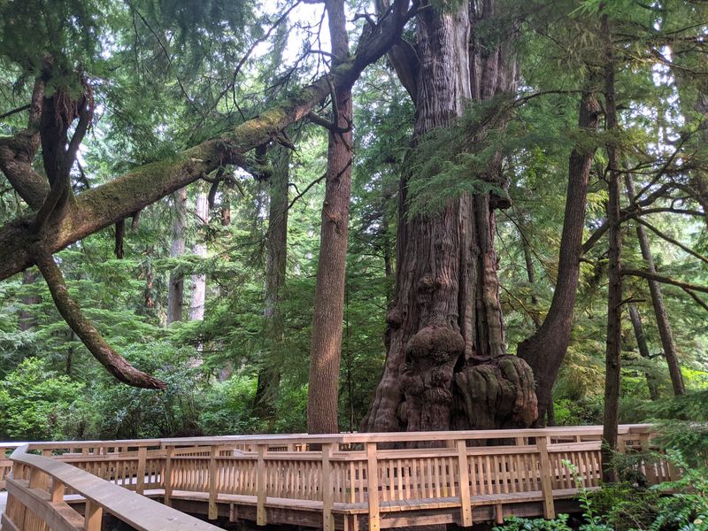 Meet The Giant Cedar Waiting At The Finish Line