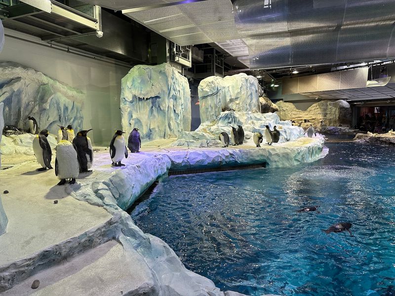 Winter Adds Bonus Fun Right Outside The Penguin Doors