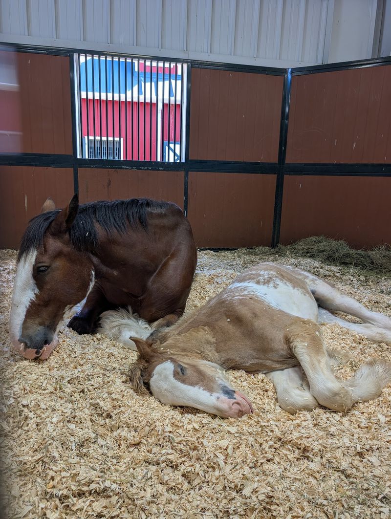 Babies On Wobbly Legs Steal The Whole Show
