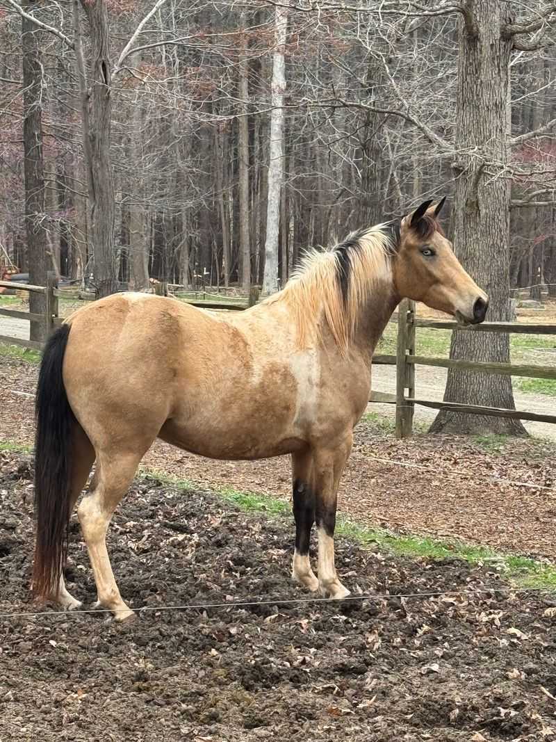 Meet the Giant Draft Horses at Dead Broke Farm