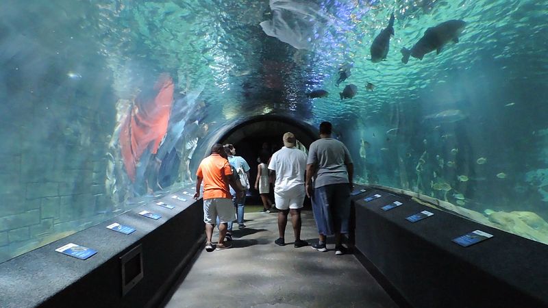 Fish Swimming Over Your Head In The Walk-Through Tunnels