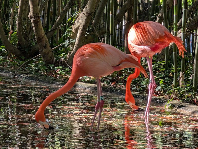 A Free Zoo On Maryland's Eastern Shore That Feels Too Good To Be True