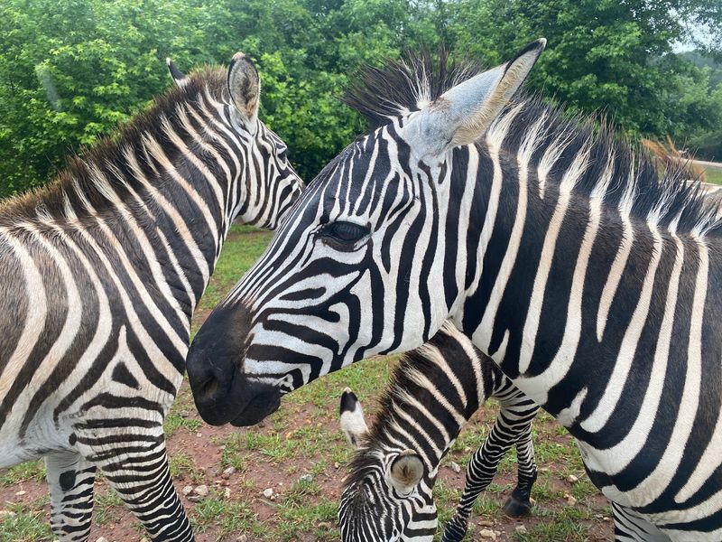 Striped Visitors Make the Window Seat Special