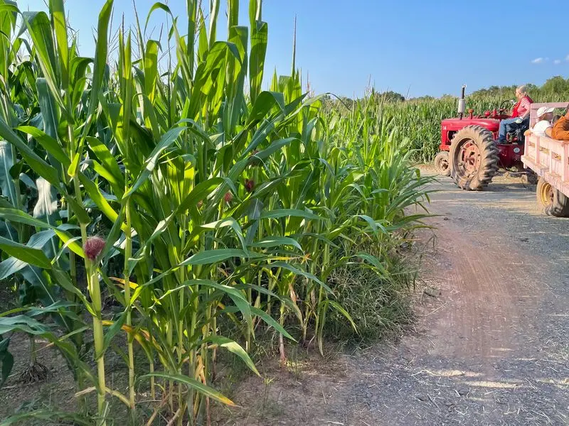 The Size Surprise Starts Inside the Corn