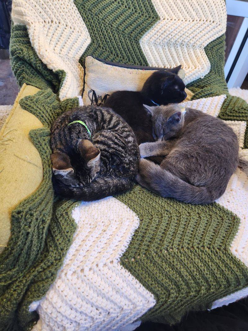 Twenty Minutes Of Pure Kitty Therapy Awaits In The Cat Den