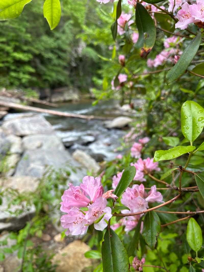Spring Turns The Trail Into A Flower Show