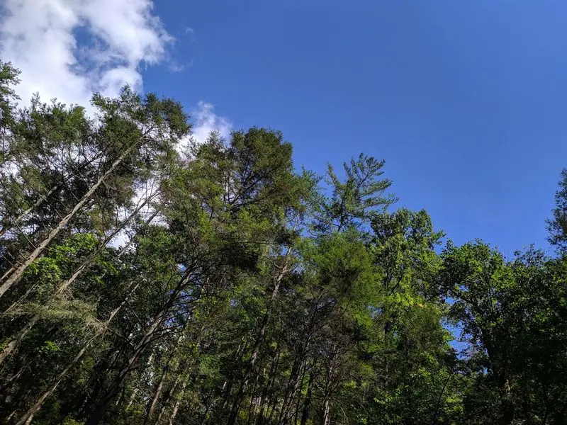 Stay The Night Under A Canopy Of Trees