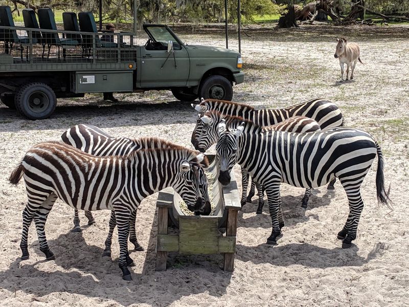 Climb Into A Safari Truck And Let The Guide Do The Driving