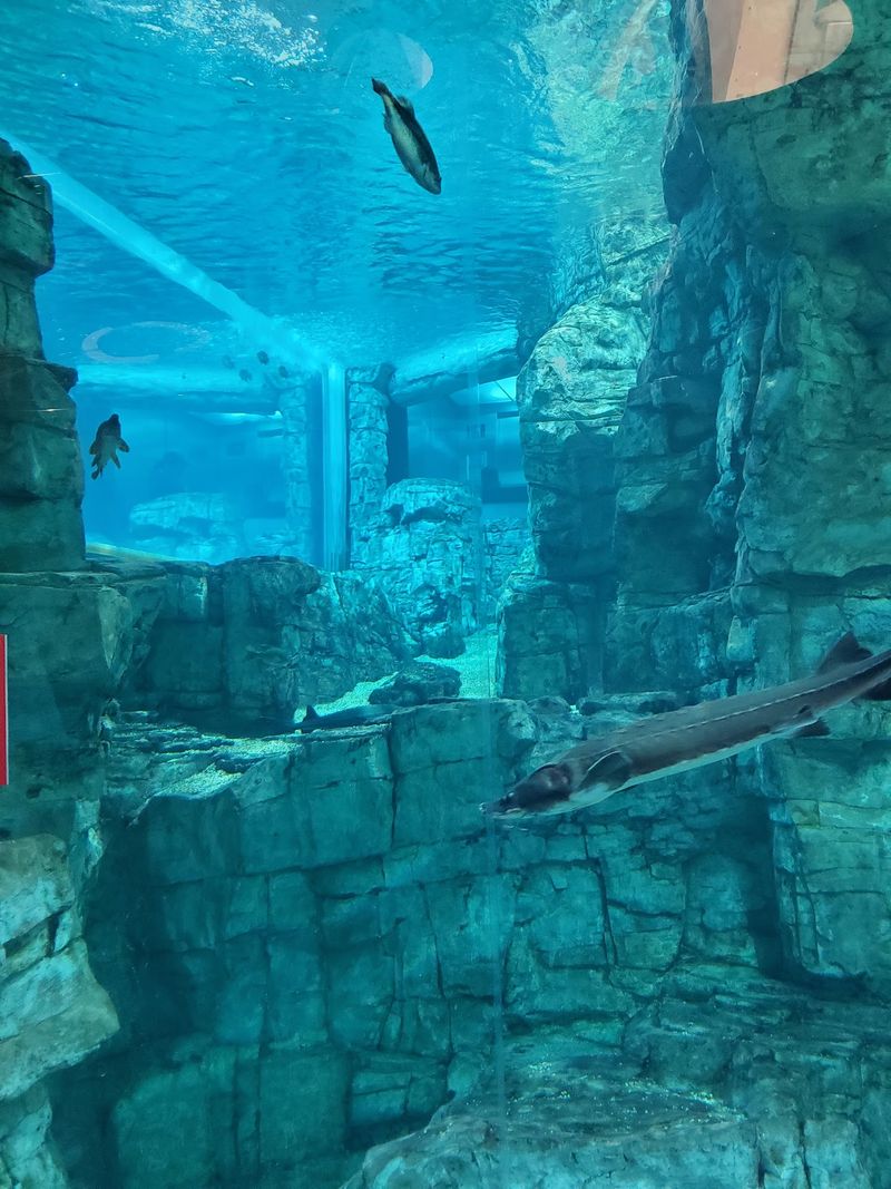 Start Downstairs, Where The Fish Steal The Show