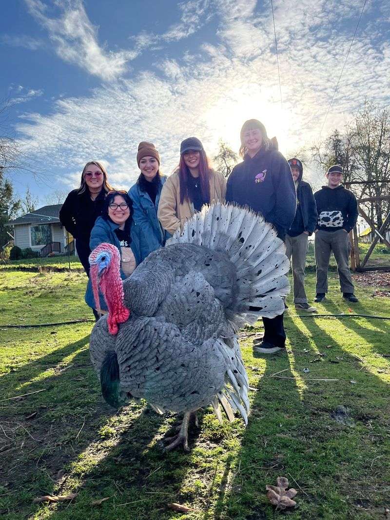 Turkeys, Chickens, And Goats Round Out The Crew