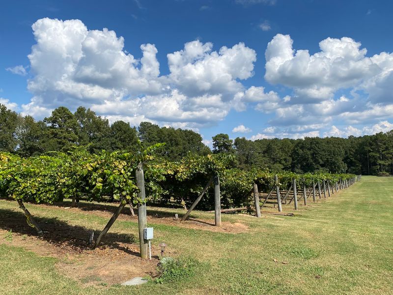 Eight Acres Of Vines Started With One Big Leap In 2006